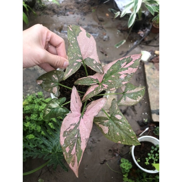 Syngonium pink splash
