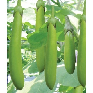 Hạt giống cà xanh lai quả dài cao sản - 1 gói 2gram
