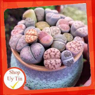 sen đá Thạch lan chậu gốm🍏 |FREESHIP| 🔥 XỨ NÓNG, ĐÃ THUẦN KHÍ HẬU, KHOẺ ĐẸP 🍏 LỖI 1 ĐỔI 1