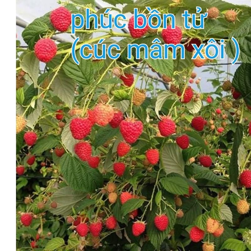 Cây phúc bồn tử (cây mâm xôi