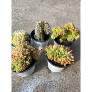 combo 5 sen đá crest khác loại