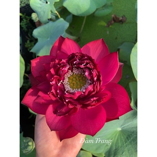 Củ sen đỏ Red Phoenix Phượng hoàng lửa