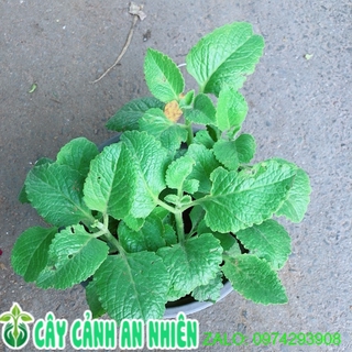 Cây Tần Lá Dày