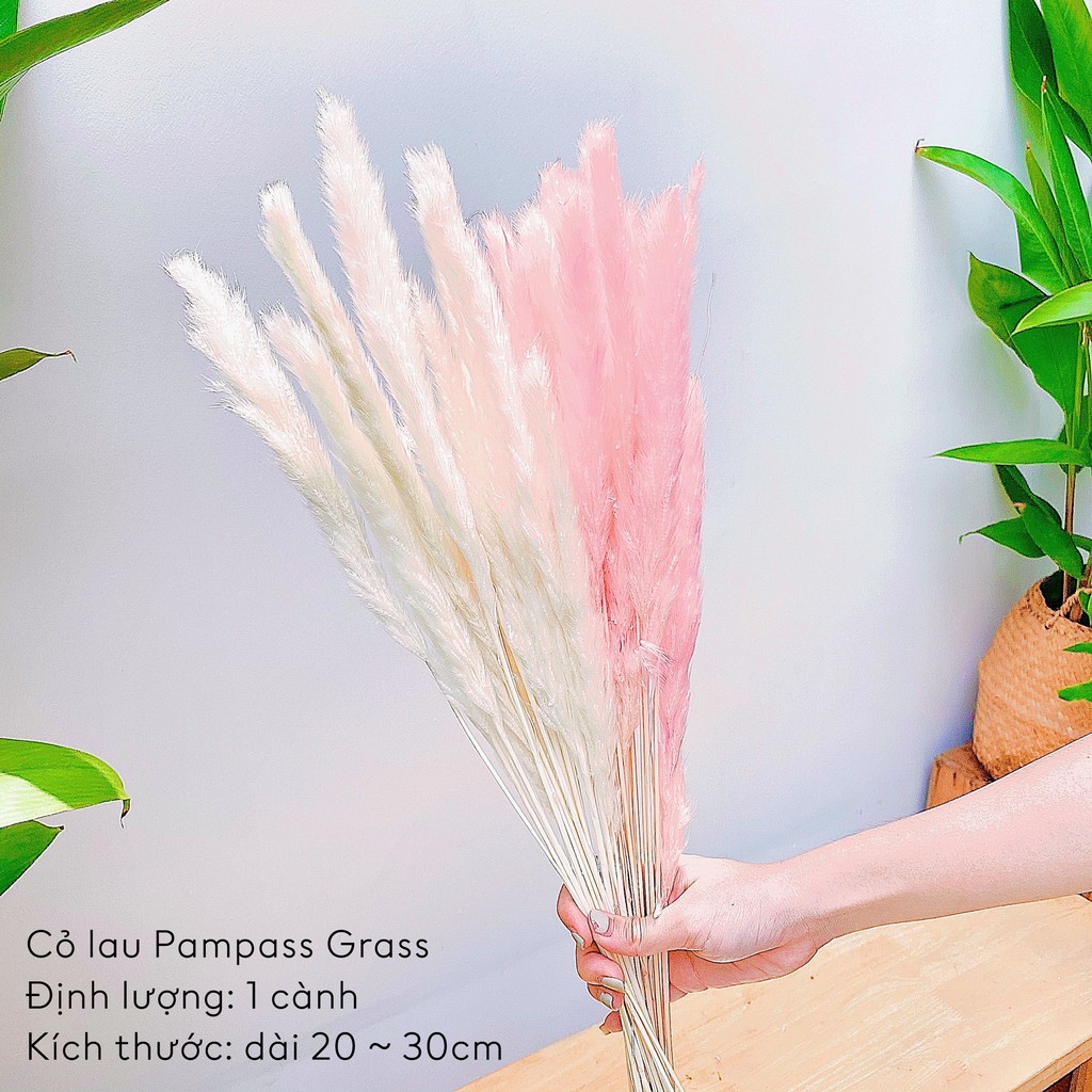 Hoa khô Cỏ Lau khô ❤️FREE SHIP ❤️Pampass Grass - Trang trí phòng ngủ, Phụ kiện Decor