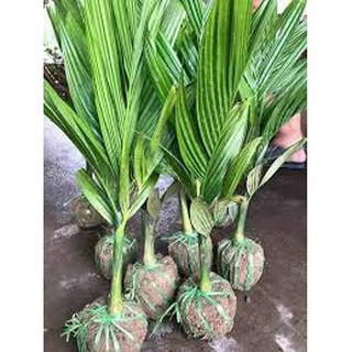 Cau lùn tứ quý [ Cây giống chất lượng - Giá Sỉ]