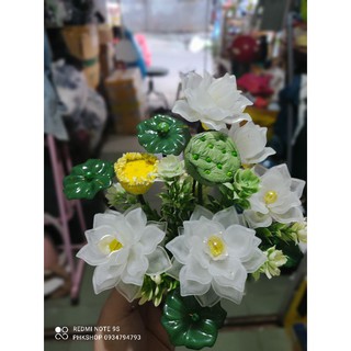 Chậu Sen Trắng thành phẩm 25-30cm