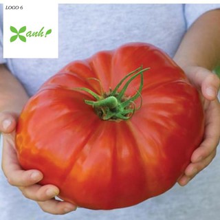 Hạt giống Cà chua khổng lồ 1kg (20 hạt)