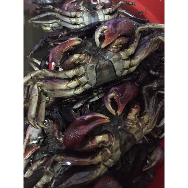 Ba khía muối siêu to