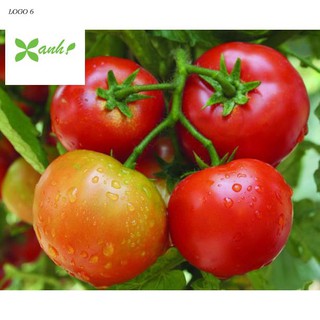 Hạt giống Cà chua F1 (MV)