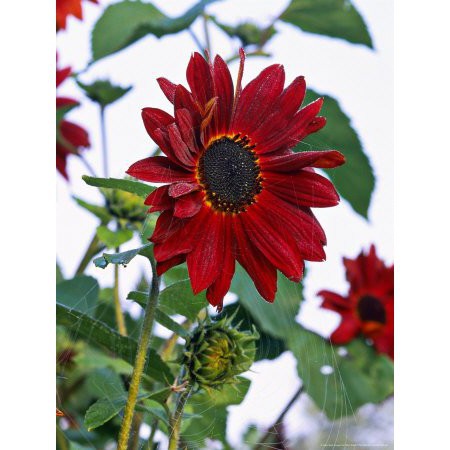 Gói 30 Hạt Giống Hoa Hướng Dương Đỏ - Velvet (Helianthus annuus)