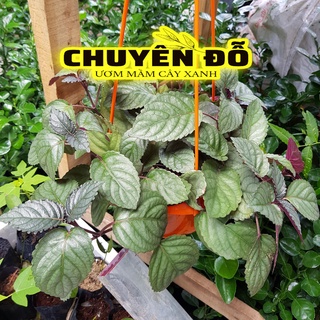 [CÓ SẴN] Cây bán tự cảnh, trà xanh không độ, Trà olong, cây dược liệu trị trĩ