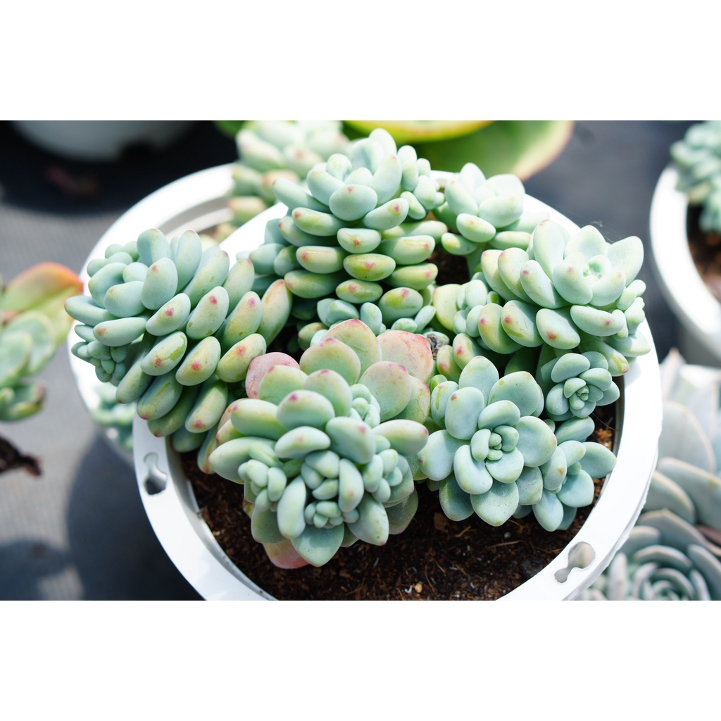 Sen Đá Sỏi Thiên Thanh GLASS GARDEN chậu lớn 15cm, thơm mùi kẹo, Hàng Đà Lạt, lỗi 1 đổi 1
