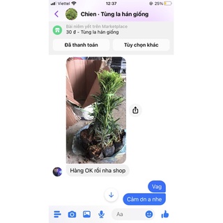 cây tùng la hán giống 20cm_30cm