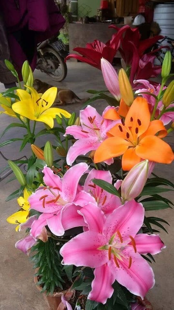 Củ hoa ly lùn màu hồng