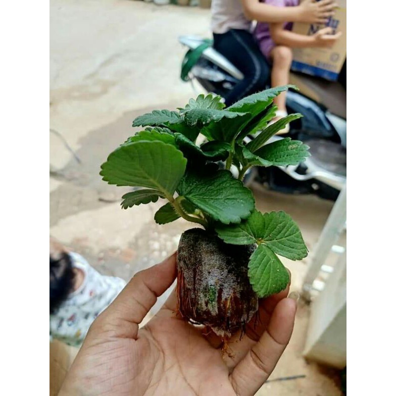 combo 6 Cây dâu tây chịu nhiệt