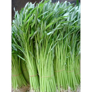 Hạt Giống Rau Muống Liao 9 Hai Mũi Tên Đỏ 100g/Gói - Dễ Trồng, Dạng Lá Tre Cọng, Nhỏ. Ăn Giòn, Ngọt