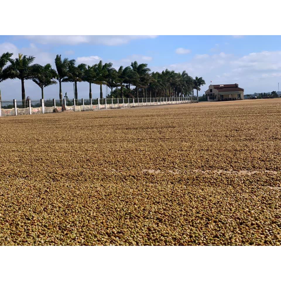 Cà phê nguyên chất Robusta V'Ori rang mộc 250gr, cafe bột pha phin ngon chuẩn gu người Việt UTZ | BigBuy360 - bigbuy360.vn