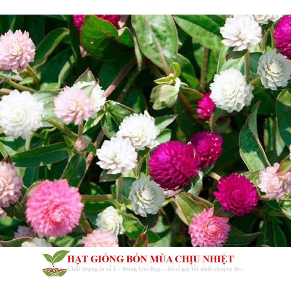 Hạt giống cúc bách nhật mini mix màu ĐẾN MÙA TRỒNG TẾT