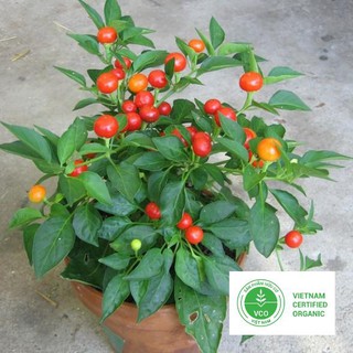 30 Hạt giống Ớt kiểng tròn (tặng gói Kích nẩy mầm và Hướng dẫn) THUTHUY