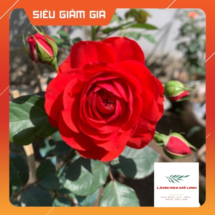 Hoa hồng ngoại tree thân gỗ  Red Apple rose –[SẮC ĐỎ NGUYÊN  BẢN] đẹp hoàn mĩ,sai hoa và cực lâu tàn