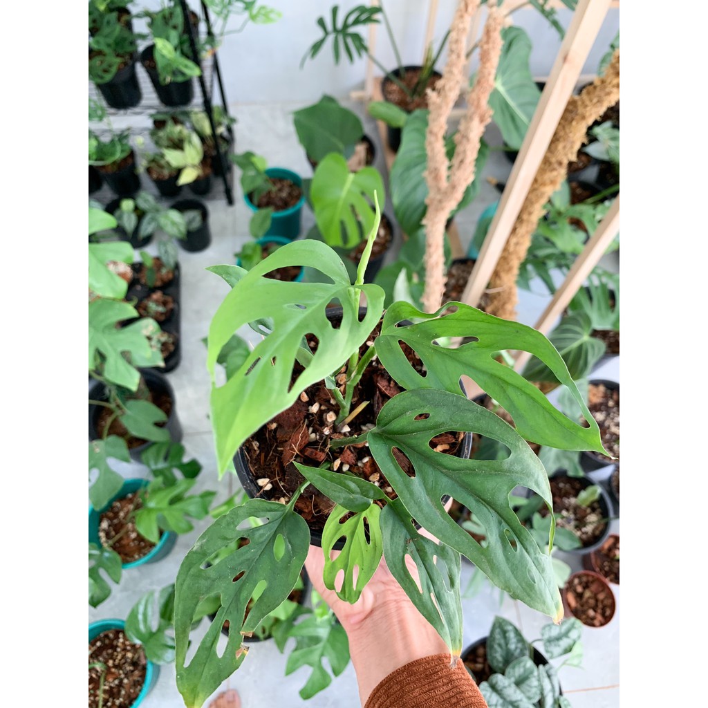 Monstera andansonii var andansonii (Trầu bà lỗ variants)