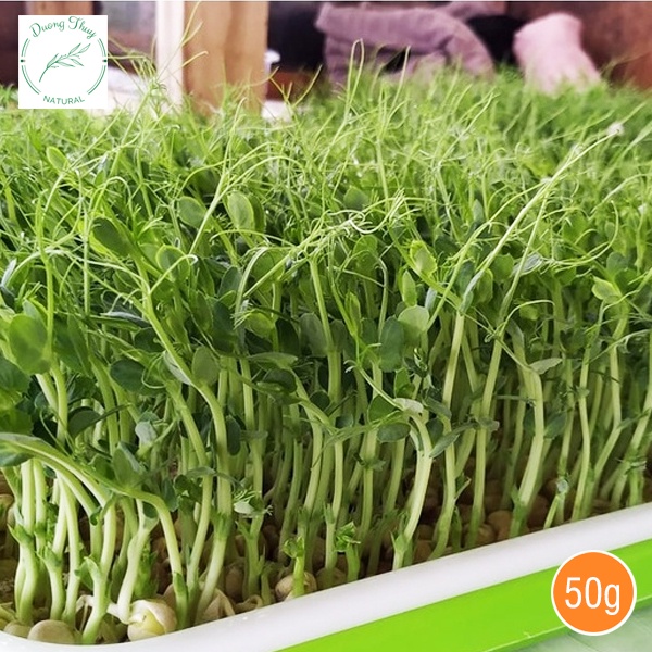 Hạt giống rau mầm ĐẬU HÀ LAN ngon giòn ngọt - rau củ quả trồng chậu thu hoạch sau 6-8 ngày 30gr RAD0711