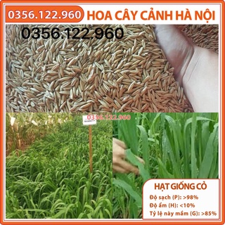 Hạt giống cỏ yến mạch (100g) - cỏ chịu lạnh , chịu sương muối trồng trong chăn nuôi