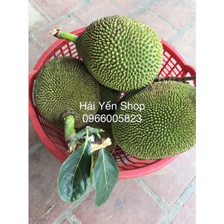 1 quả mít quê 2,8~4,5kg