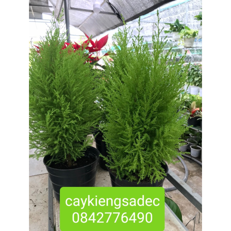 Caykiengsadec- Tùng thơm+tặng phân bón cho cây-hoa lá cây kiểng-