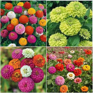 50 Hạt giống hoa cúc lá nhám mix màu (Kèm kích thích hạt nảy mầm)