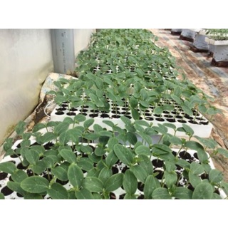 2 Khay xốp 84 lỗ ươm rau mầm, gieo hạt