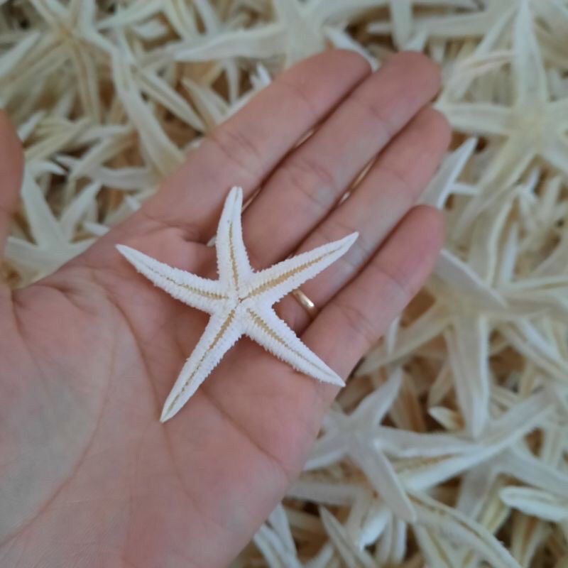 10 con sao biển khô đẹp ⚡ CAO CẤP ⚡ sao biển khô dùng trang trí, chụp hình