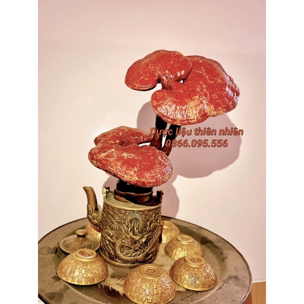 2 Cây Nấm Linh Chi Rừng