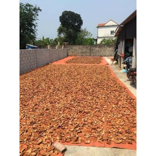 Cổ máu tăng cân tâm an