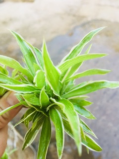 Combo trầu bà + 5 cụm lan chi