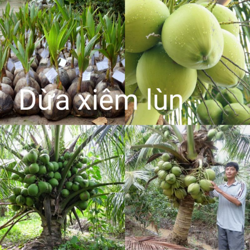 CÂY DỪA XIÊM LÙN ( CHUẨN GIỐNG 100%)