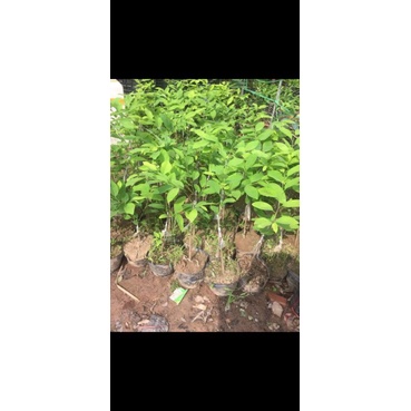 CÂY GIỐNG NA SẦU RIÊNG F1 QUẢ TO NĂNG SUẤT CAO