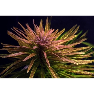 Limnophila Hippuridoides - Cây Ngổ Tím - Cây Thủy Sinh Cắt