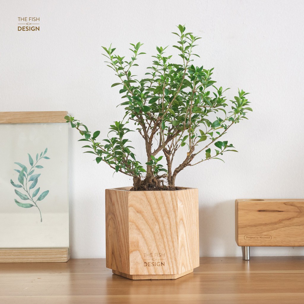 Chậu cây bạch tuyết mai | THE FISH SIZE L