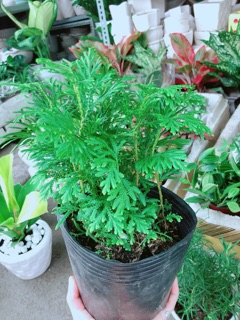Cây Dương Sỉ Kiểng