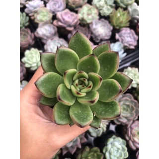 Sen Đá Ếch Lửa Size Bầu 5cm  cây cảnh trang trí SENDABL