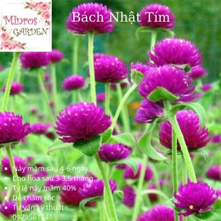 [1000 hạt] Hạt giống hoa bách nhật tím  nảy mầm sau 4-6 ngày, cho hoa sau 3-3,5 tháng