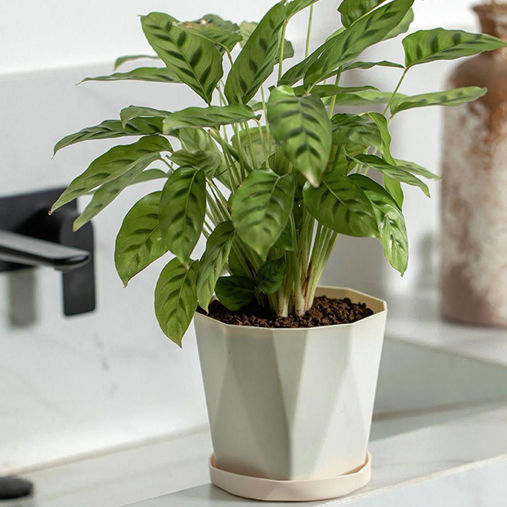 GOGOUP Bộ 3 Khay Trồng Cây Tiện Lợi