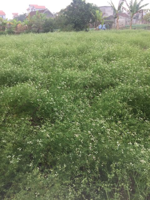 500ml Nước Mùi Già - Tinh chất cây mùi già