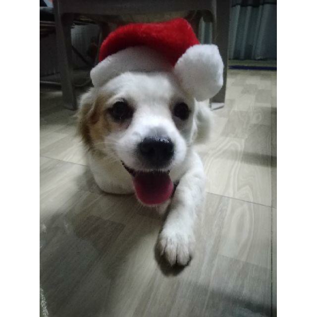 MŨ ĐỘI ĐẦU NOEL GIÁNG SINH CHO CHÓ MÈO NHỎ DƯỚI 8KG