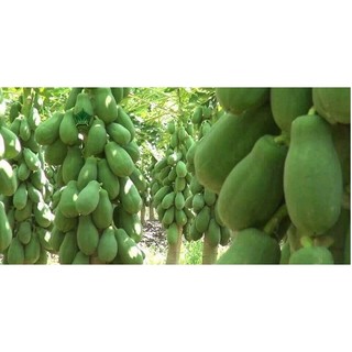 BỘ HẠT GIỐNG ĐU ĐỦ LÙN
