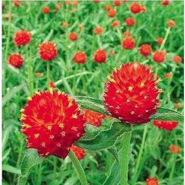 1000 hạt giống hoa bách nhật đỏ. Có ảnh thật nảy mầm 100%