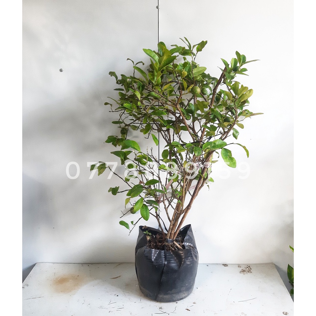 Cây chanh lớn đang trái 60-70cm