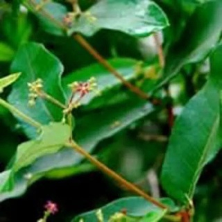 Hà thủ ô đỏ