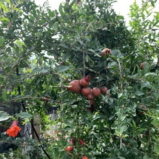 Cây 🌲 Lựu đỏ thái....đang trái